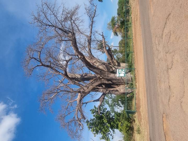 Massive leafless baobab tree towering beside a roadside fence under blue sky.