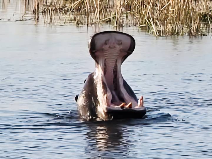 Hippo with mouth wide open emerging from calm river water.