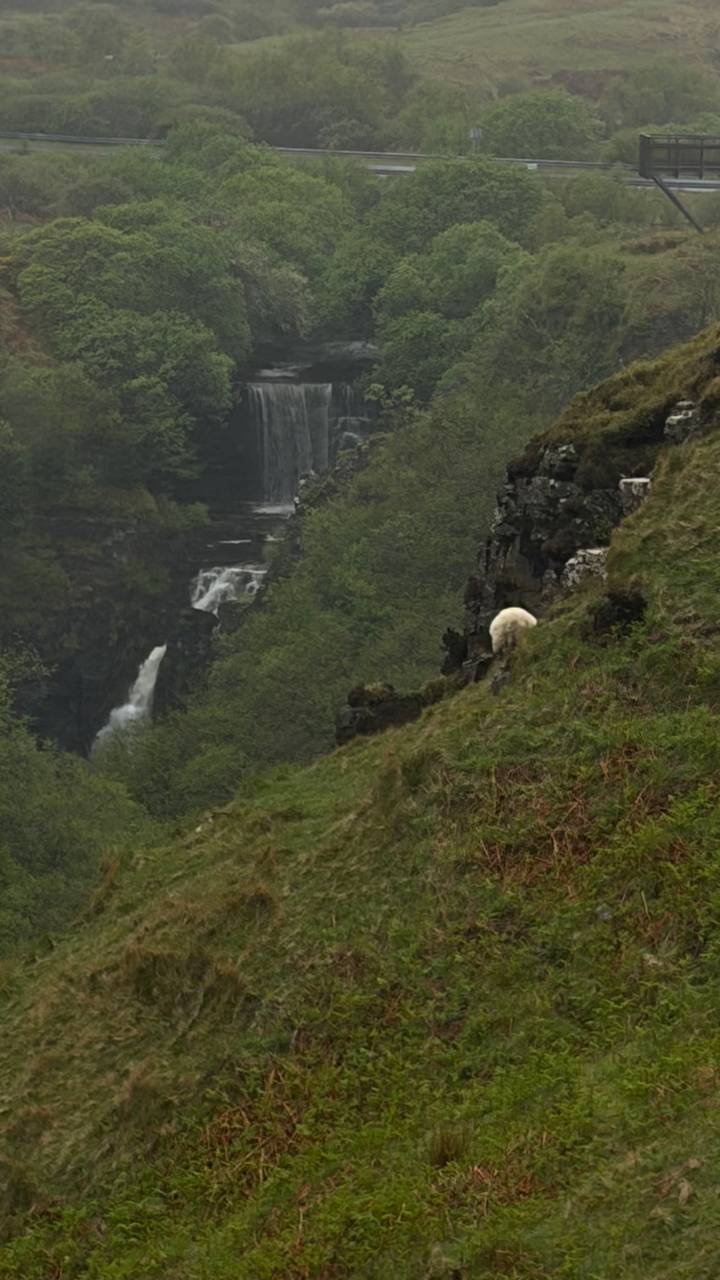 A lone white sheep grazes on a steep, moss-covered hillside overlooking a lush gorge with a cascading waterfall in the Scottish Highlands.
