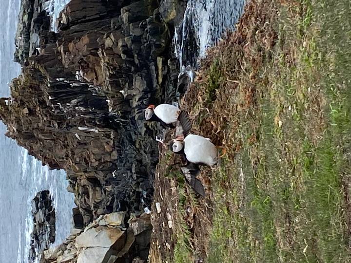 Pair of puffins stand on a grassy cliff edge with dark rocky coastline and waves beyond.