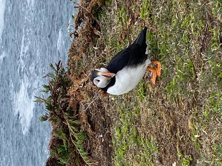 Single puffin stands alert on grassy coastal tundra with choppy sea behind.