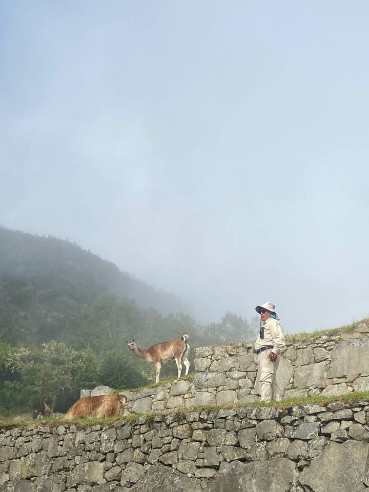 A man in outdoor gear stands on a foggy mountain slope beside two llamas, with forested hills fading into mist behind him.