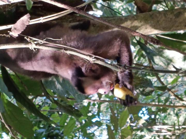 Capuchin monkey perched on a branch eating fruit in dense jungle foliage.