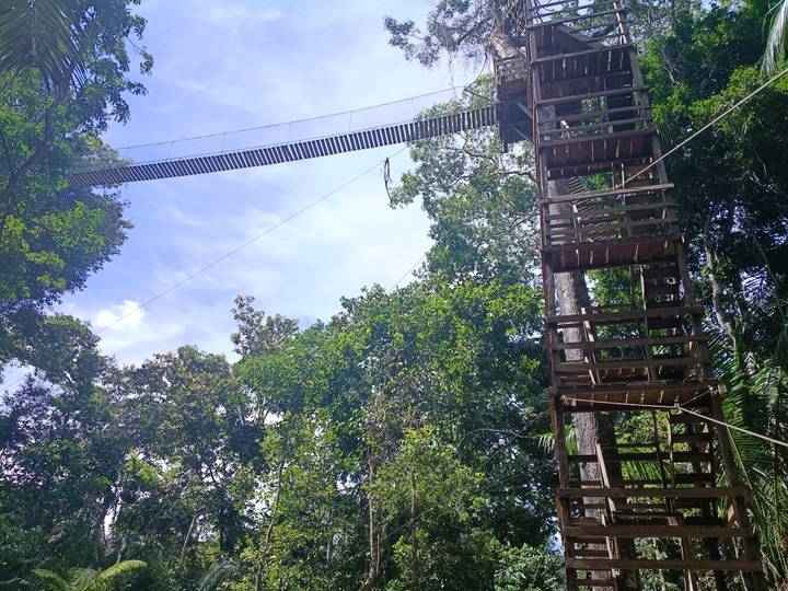 Tall wooden observation tower and hanging canopy bridge stretching above jungle treetops.