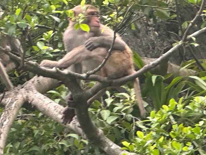 Wild monkey perched on tree branches within dense green foliage.