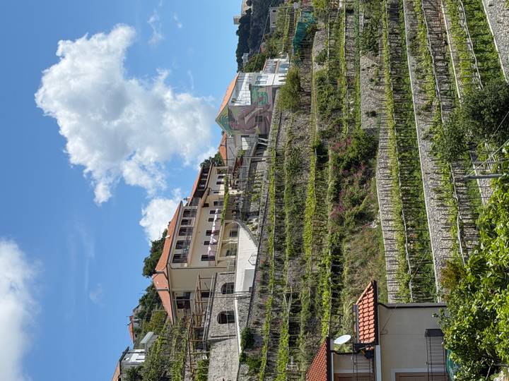 Terraced vineyards climbing a sunny hillside with colourful houses at the top