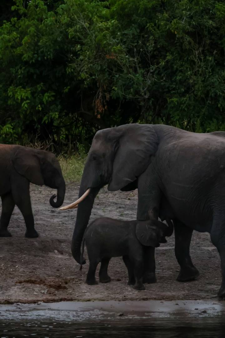 Adult elephant with calf walking on a muddy clearing bordered by dense green foliage.