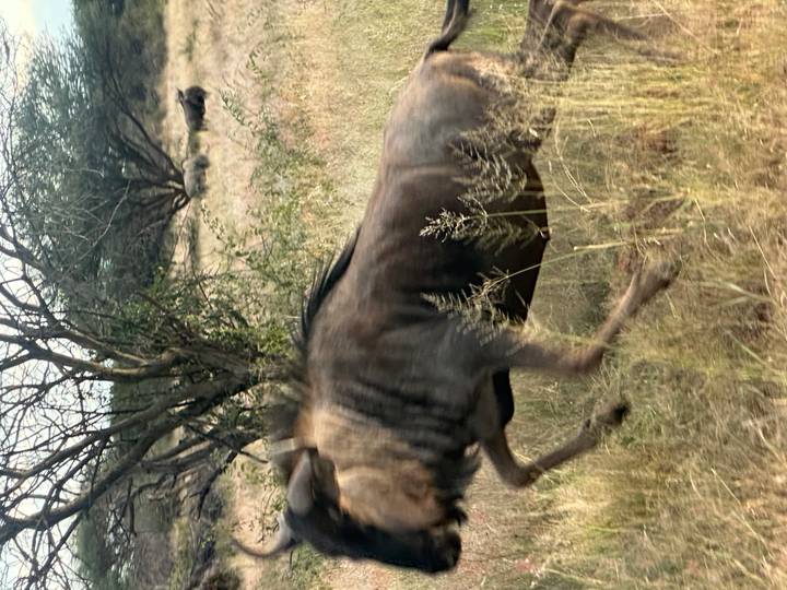 Motion-blurred wildebeest running through dry grassland with sparse trees in the background.