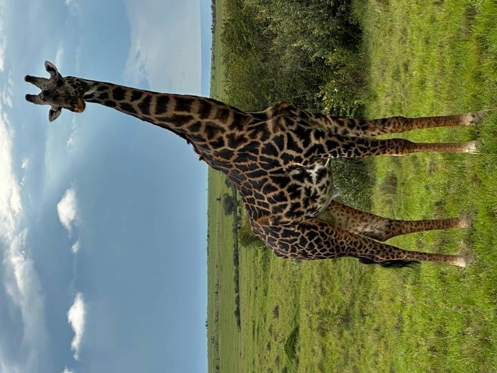Tall giraffe standing alert on open green plains beneath a blue sky with scattered clouds.