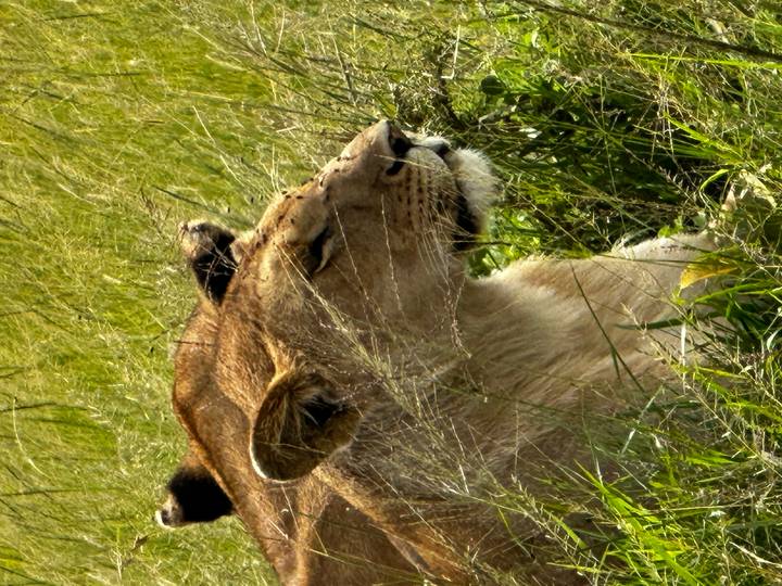 Close portrait of a lioness resting amidst tall dry grass, head turned in profile.