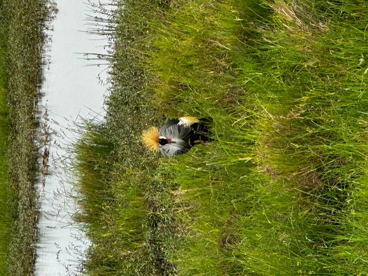 Grey crowned crane standing in lush green marsh grass near a reflective water pool.