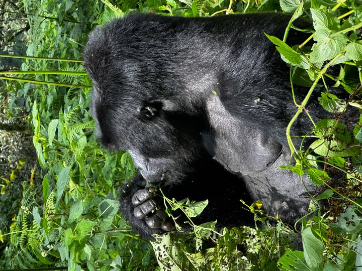 Silverback gorilla seated among dense jungle foliage, nibbling on leaves held in its hand.