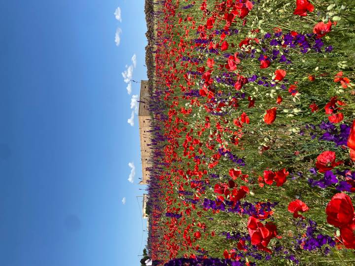 Vibrant field of red poppies and purple wildflowers stretches toward a stone farm building beneath a bright blue sky.