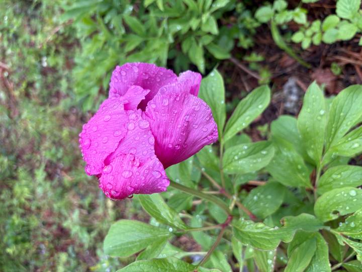 Bright pink wildflower covered in rain droplets against a blurred green background.