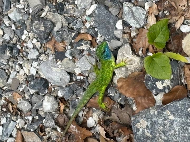 Vivid green and blue lizard basking on rocky ground with dry leaves.