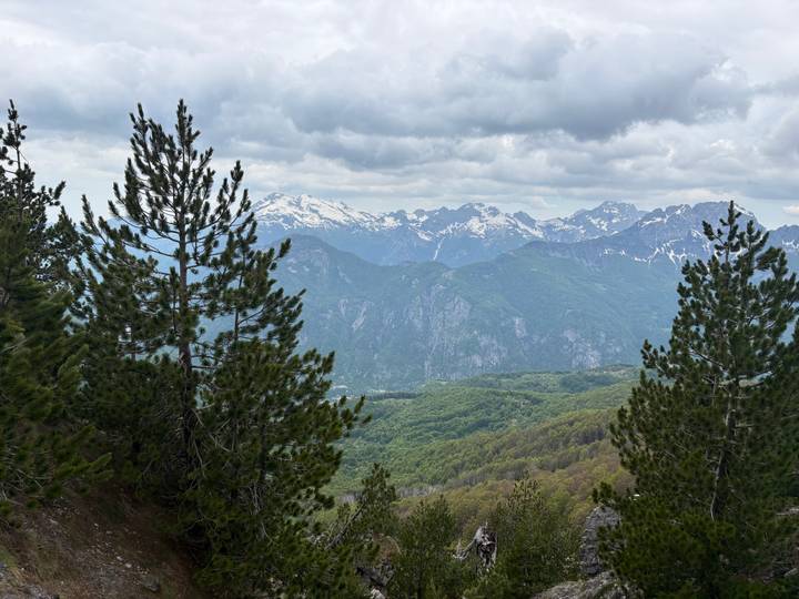 Layered mountain ridges with lingering spring snow seen through pine trees under cloudy skies.