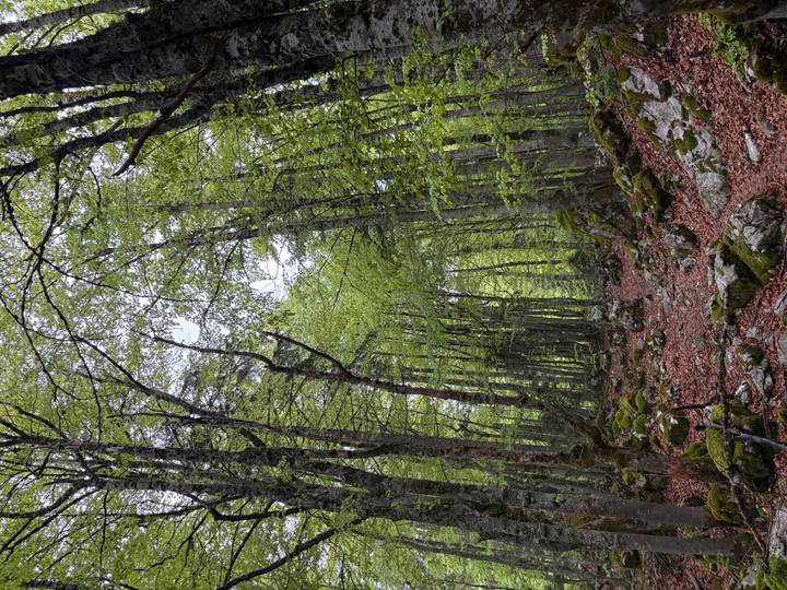 Shaded forest trail with moss-covered rocks and tall beech trees in early spring.