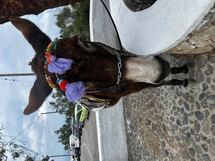 Decorated donkey wearing colourful headgear standing on a cobbled path in Santorini.