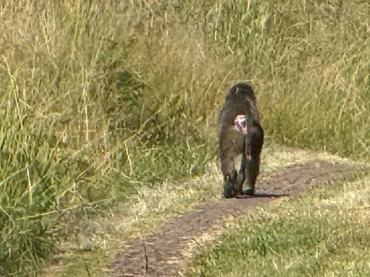 Rear view of a lone baboon walking down a dirt track through tall dry grass.