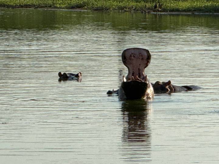 Two hippos surface in a calm river, one yawning wide to reveal massive jaws.
