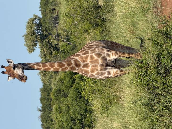 Tall giraffe stands alert among green bushes against a clear blue sky in a game reserve.