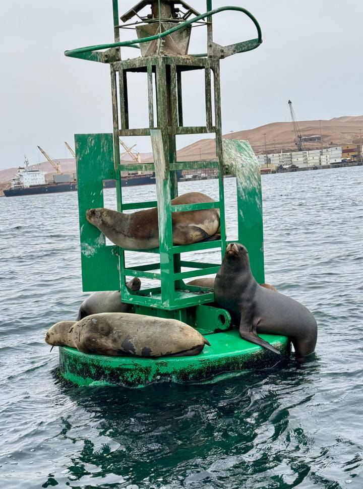 Several sea lions lounging on a bright green buoy in a harbour with ships and cranes in the background.