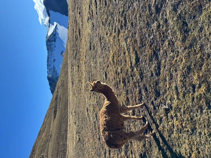 A single alpaca standing on a high Andean plain with snow-capped peaks in the distance.