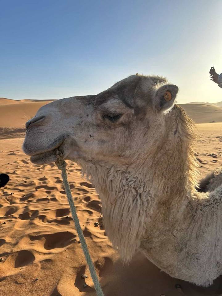 Close-up profile of a camel with desert dunes softly lit by warm late-day sunlight.