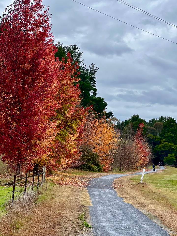 Vibrant autumn trees in shades of red, orange and yellow line a country roadside under a cloudy sky.