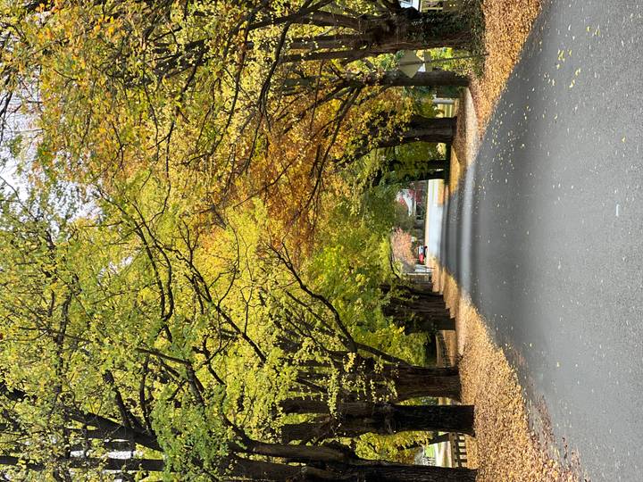 Tree-lined rural road covered in golden autumn leaves forming a natural tunnel perspective.