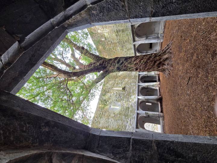Ancient stone abbey ruins with a massive twisted tree growing in the open courtyard, seen through an arched doorway.
