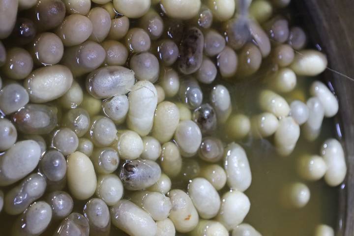Close-up of silkworm cocoons soaking in warm liquid during silk production process.