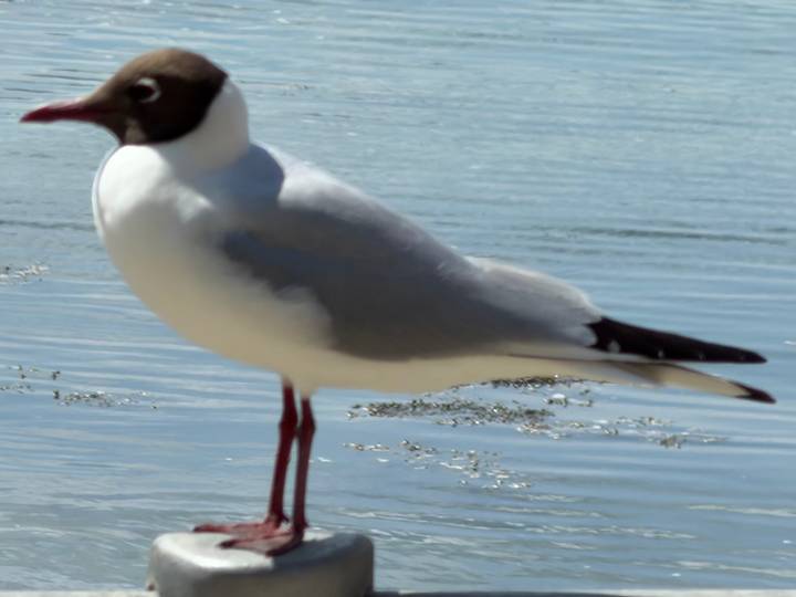 Blurry close-up of a black-headed seagull standing beside calm seawater.