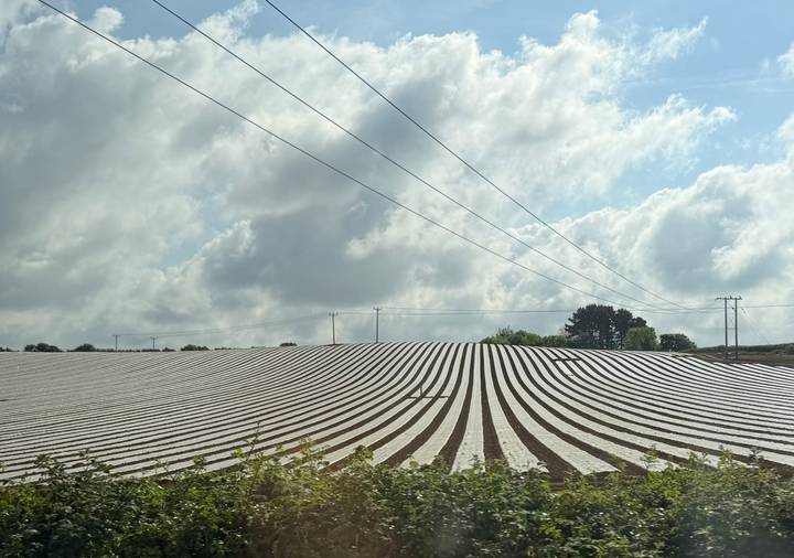 Wide agricultural field covered with neat plastic-lined rows under a partly cloudy sky.