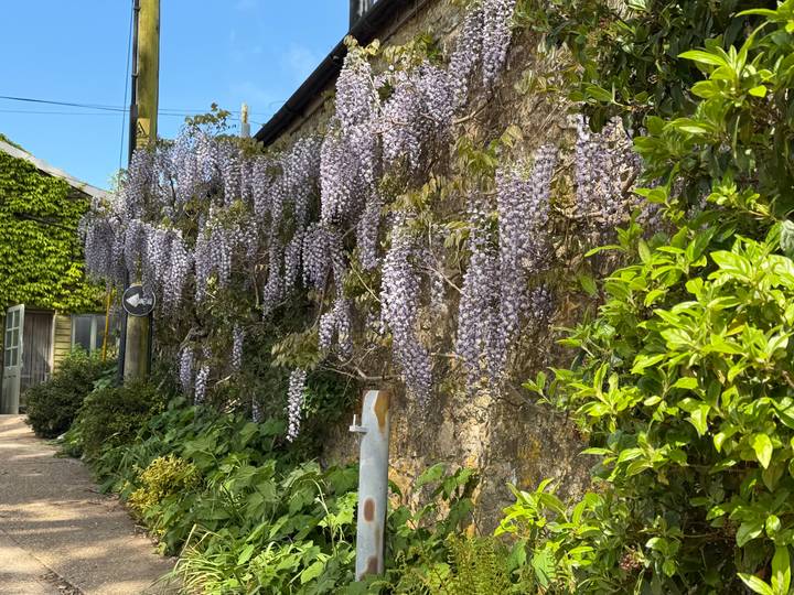 Stone wall draped with abundant purple wisteria blossoms on a sunny day.