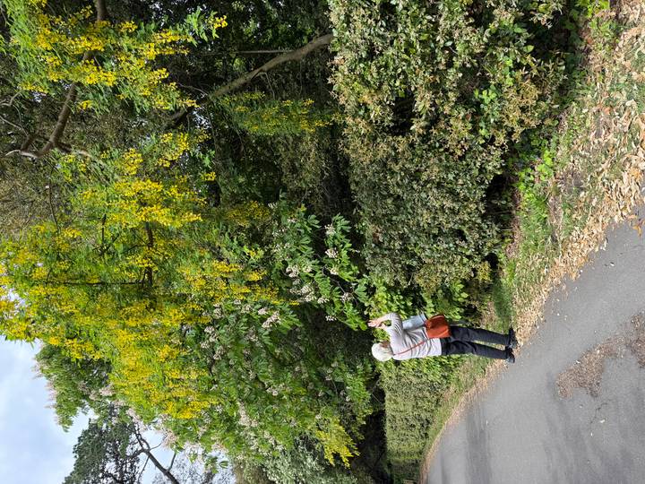 Traveller photographing yellow flowering tree beside a country lane.