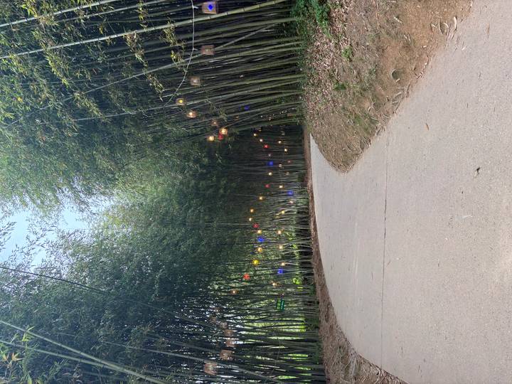 An empty winding path leads through tall bamboo lit by small colored lanterns.