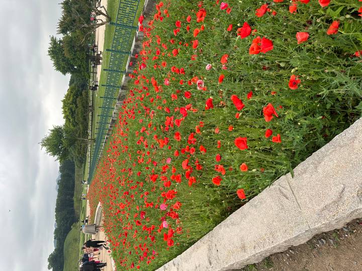 Long vibrant field of red poppies bordered by a stone path with a few distant visitors walking.