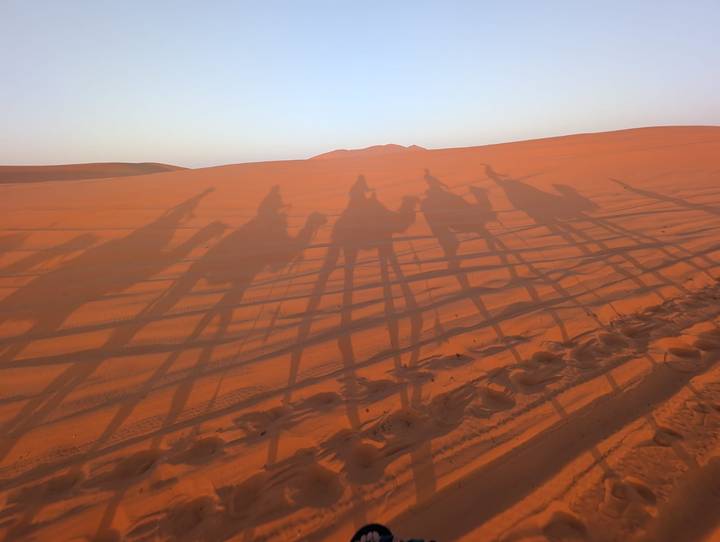 Long camel shadows stretch across orange Sahara dunes under soft morning light.