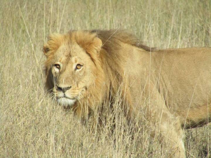 Male lion standing alert in dry savanna grass.