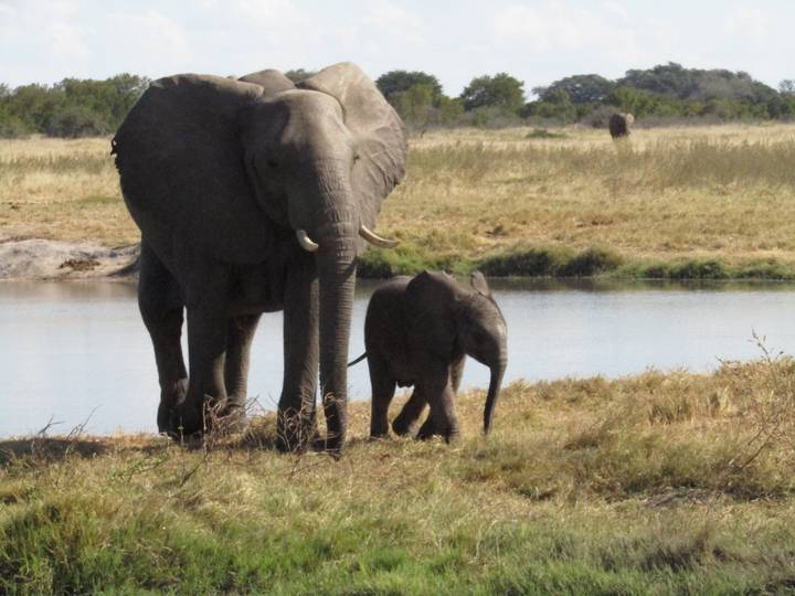 Adult elephant with calf beside a watering hole in open savanna.