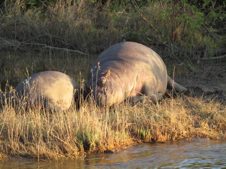 Two hippos lying on a muddy riverbank in warm golden light.