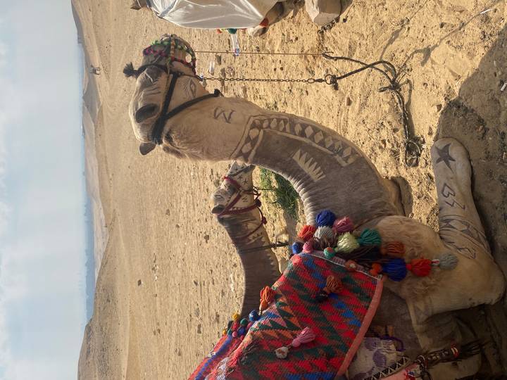 Decoratively saddled camel resting on desert sands near Giza plateau