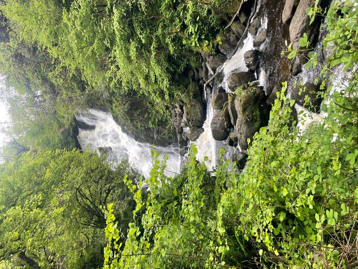 Forest waterfall cascades over rocks surrounded by bright spring foliage.