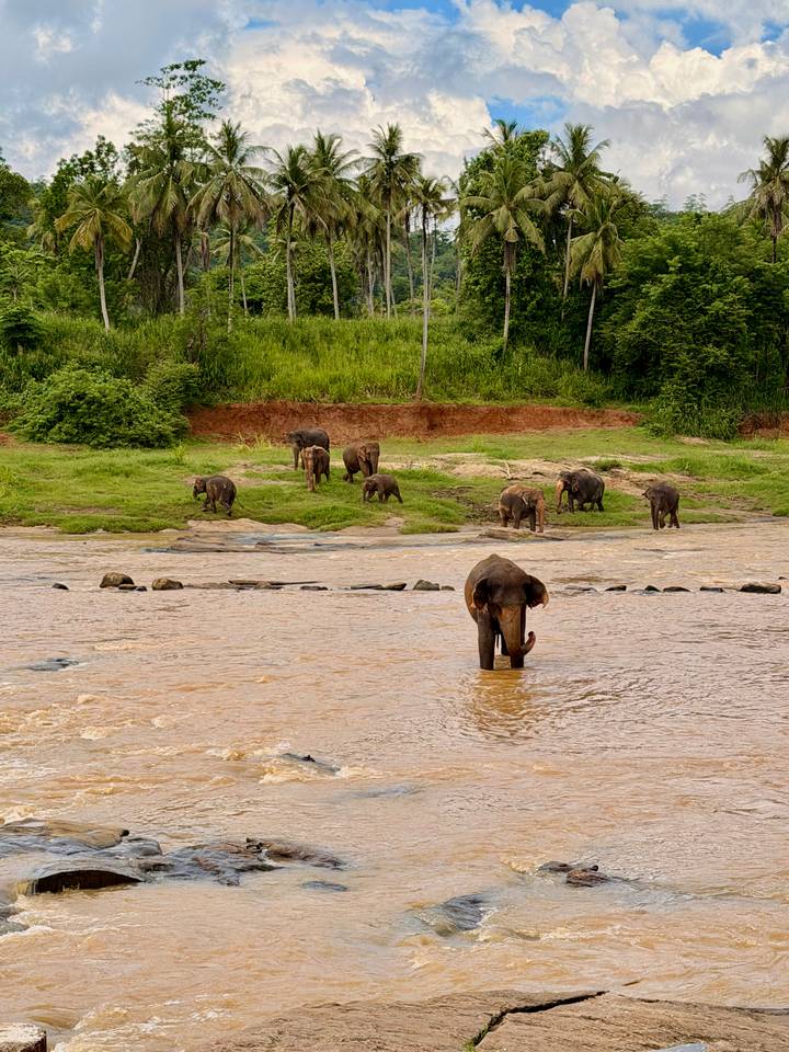 Several elephants graze along a muddy riverbank while one stands in the shallow water.