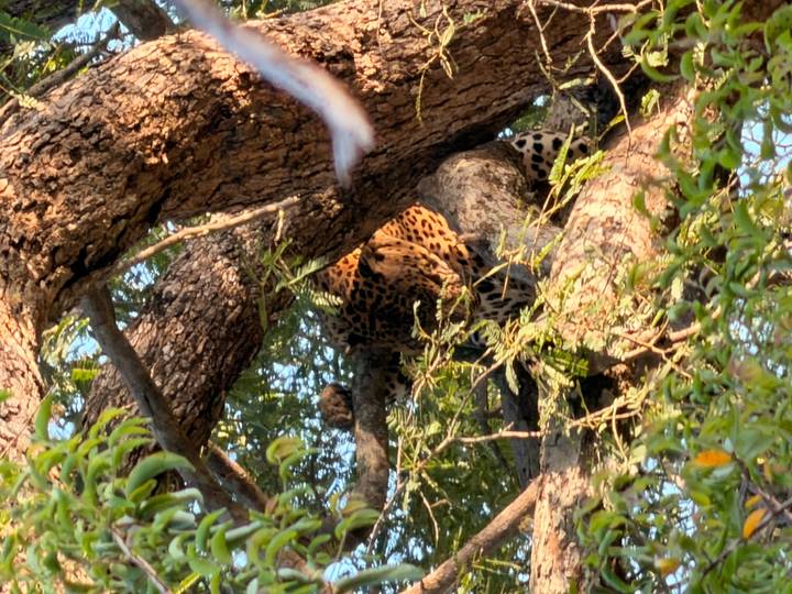 Leopard resting high in a tree, partially concealed by branches and leaves.