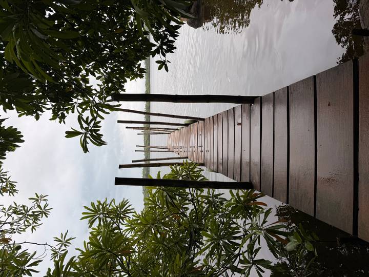 Narrow wooden jetty leading out over calm lake water framed by leafy branches.
