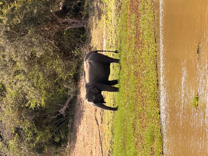 Lone elephant grazes on a grassy riverbank with dry scrub behind.