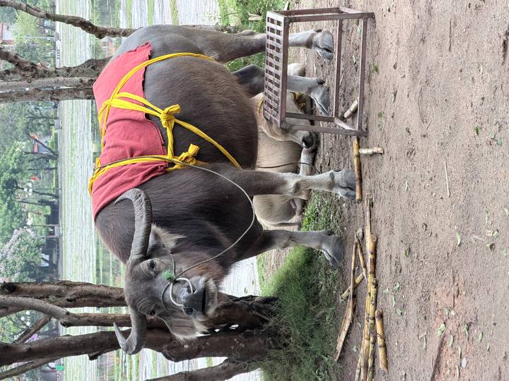 Water buffalo draped in a red cloth standing beside a calf in rural setting.