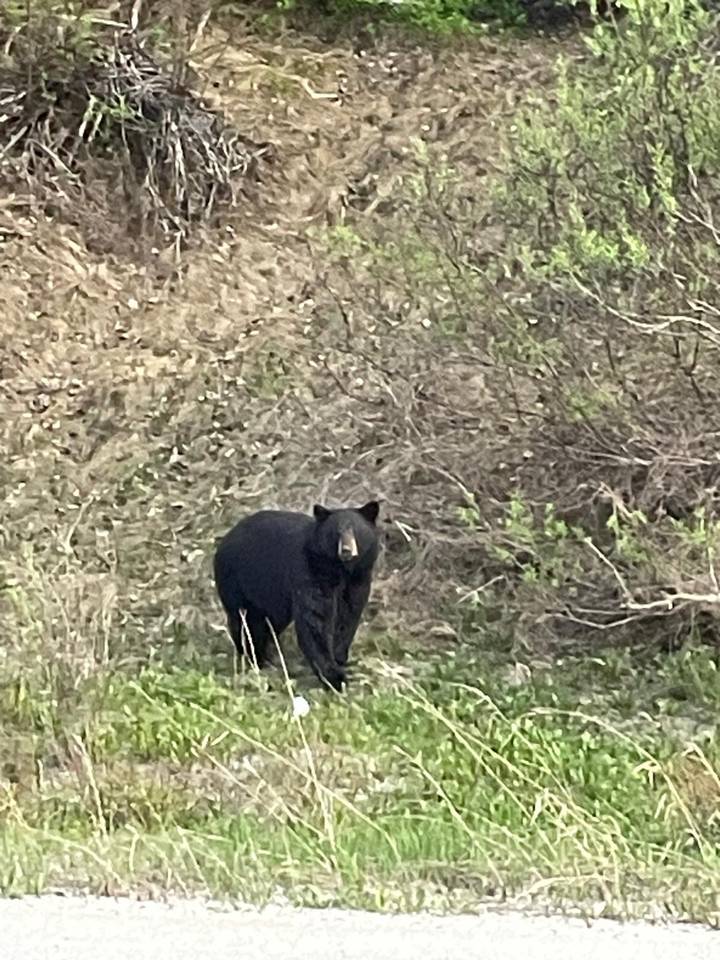 Black bear standing alert in a brushy forest clearing